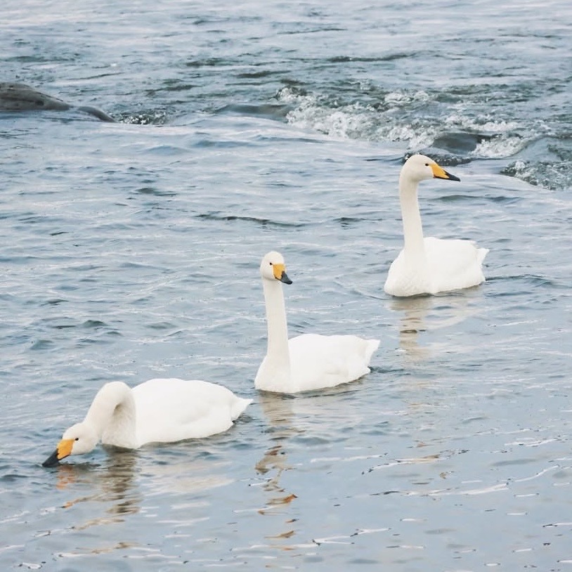 燕三条地域のイベントや風景を紹介する写真